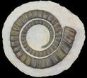 Devonian Ammonite (Anetoceras) - Morocco #64445-1